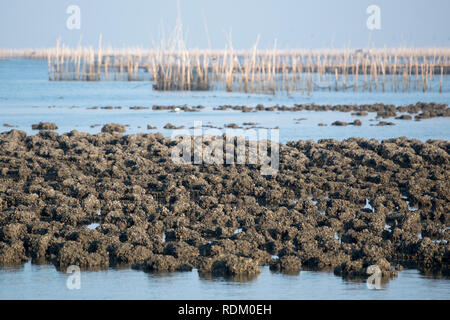 Le aziende agricole di ostriche presso la costa della città di Ang Sila vicino Beangsaen in Provinz Chonburi in Thailandia. Thailandia, Bangsaen, Novembre 2018 Foto Stock