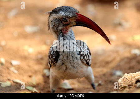 Damara rosso-fatturati hornbill - Namibia Africa Foto Stock