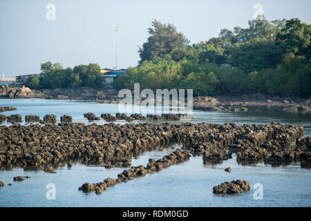 Le aziende agricole di ostriche presso la costa della città di Ang Sila vicino Beangsaen in Provinz Chonburi in Thailandia. Thailandia, Bangsaen, Novembre 2018 Foto Stock