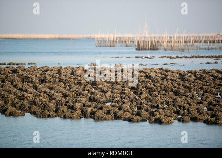 Le aziende agricole di ostriche presso la costa della città di Ang Sila vicino Beangsaen in Provinz Chonburi in Thailandia. Thailandia, Bangsaen, Novembre 2018 Foto Stock