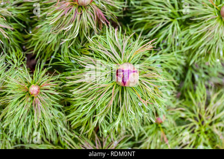 Fernleaf Peonia, Paeonia tenuifolia, Bud Peonie in erba Foto Stock