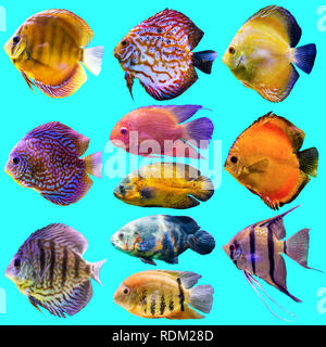 Undici pesci di acquario. Foto isolato su sfondo blu. Sito circa la natura , pesci d'acquario, la vita nell'oceano . Foto Stock