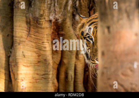 Io vengo qui! Foto Stock