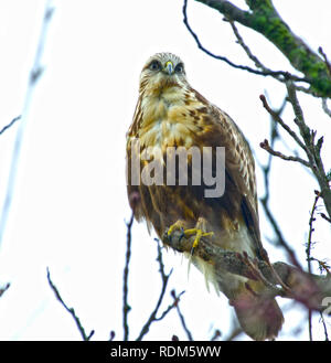 Zampe ruvida Hawk Foto Stock