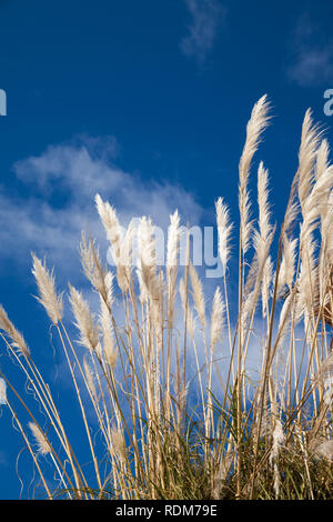 Tall Pampas schiere di erba contro un cielo blu Foto Stock