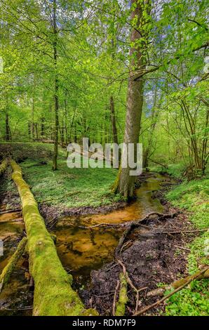 Flusso masurian nella foresta. Confine storico tra il polacco Prince-Bishopric di Warmia e Masuria prussiano regione. Foto Stock