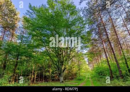 Un ampio faggio su una strada forestale. Warmian-masurian provincia, Polonia. Foto Stock