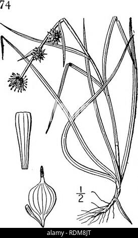 . Una flora illustrata del nord degli Stati Uniti, il Canada e la British possedimenti, da Terranova al parallelo tra il confine meridionale della Virginia, e dall'Oceano Atlantico verso ovest per il 102d meridiano. La botanica; Botanica. SPARGANIACEAE. Vol. I. 13. Minimo Sparganium patatine fritte. Piccolo Bur-reed. Fig- I73- Sparganium natans Oeder. Fl. Dan. 2s: 5. 1764. Non S. natans L. 1753- Sparganium minimo di patatine fritte, Summa Veg. Scand. 2: 560. 1849. Sparganium angustifolium A. Gray, Man. Ed. 5, 430. 1856. Non S. angustifolium Michx. 1803. Stelo flottante e talvolta allungata, o decumbent, come- cending Foto Stock