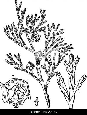 . Una flora illustrata del nord degli Stati Uniti, il Canada e la British possedimenti, da Terranova al parallelo tra il confine meridionale della Virginia, e dall'Oceano Atlantico verso ovest per il 102d meridiano. La botanica; Botanica. i. Thuja occidentalis L. White cedro. Arbor Vitae. Fig. 152. Thuja occidentalis L. Sp. PI. 1002. 1753. Una struttura conica che raggiunge un altezza di circa 70° e un tronco di diametro 50, la vecchia corteccia decidu- unità organizzative in strisce irregolari. Scala-come le foglie della ultimate branchlets quasi orbicular, ottuso e l"-ii" di ampio, le due file laterali keeled, le due altre righe Foto Stock