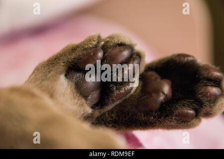 Poco carino zampe gatto abissino, il fuoco selettivo. Foto Stock