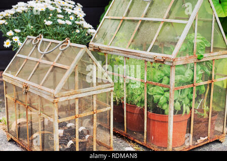 Piante in piccole serre Foto Stock