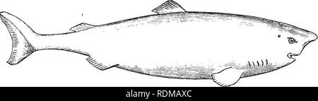 . Il Cambridge storia naturale. Zoologia. XVII ELASMOBRANCHII-SELACHII 455 più tipiche di rappresentanti di questa famiglia sono il Dog-Fishes spinoso, che si distinguono per la presenza di una colonna vertebrale forte nella parte anteriore di ciascuna pinna dorsale. Essi sono più abbondanti nelle regioni temperate che nel frattempo tropici. Il più importante di generi sono AcantMas,Ce7itri'na,Centroj&GT;horus,Spinax,a,iid Centroscylliuvi. Acanthias vulgaris, il raccolto o Spinaroli cane- Pesci è un gregario, Squalo vorace, circa 3 a 4 piedi di lunghezza ed è spesso visto in enormi banchi in tutto e per tutto le coste britanniche, especial Foto Stock