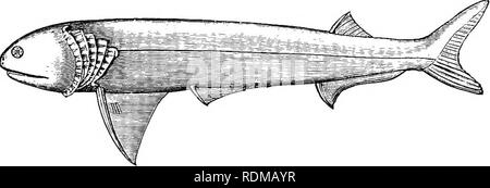 . Il Cambridge storia naturale. Zoologia. XVII ELASMOBRANCHII--ACANTHODEI 441 analoga a clavicles o cleithra e infra-clavicles può essere riconosciuta. Ciascuna colonna vertebrale pettorali costituisce il margine preaxial della pinna, e dietro di esso vi è una serie di ceratotrichia. Nulla si sa del endoskeletal supporta, ma vista la natura e le proporzioni dei lembi pettorali dorsali si può dedurre che gli elementi exoskeletal delle alette prevalgono sulla ex in una misura che è solo reso parallelo altrove in Teleostei. A quanto pare il notochord è persistente e ci sono lunghe e slen Foto Stock