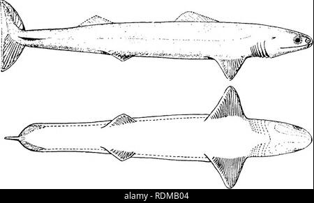 . Il Cambridge storia naturale. Zoologia. XVII ELASMOBRANCHII PLEUROPTERYGII 437 rilevato. L'esoscheletro è costituito da minuto a losanga denticles, che investono il corpo e si estendono sulle superfici delle alette, e vi è anche un anello circumorbital di più con- centric righe di piccoli piatti quadrati. Una linea laterale, sotto forma di una scanalatura tra due righe di denticles, si estende lungo ciascun lato del corpo. Il notochord è persistente. Calcificato e neurale haemal archi (basidorsals e basiventrals) sono state ob- servita nella regione caudale, dove essi corrispondono numericamente con il re Foto Stock