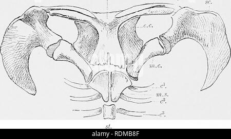 . Il Cambridge storia naturale. Zoologia. 34 ornamentali EnSTERNA provvisto di pezzi di osso che ricoprono il manubrio sterui. ...A. Fio 22.-spalla corpino di Ornithorhynchus. c c'-, c^, primo, secondo, terzo nervature ; d ' clavicola ; e.c, epicoracoid ; es' e es", interclavicle (episternum); ")..&LT;•, metacoracoid ; ni.s, manubrio sterni ; sc, scapola ; st, sternebra. (Da Wiedersheim la struttura dell'uomo.) e vengono fissati al clavicles, e senza dubbio essere considerato come la stessa struttura. Prolmbly in molti mammiferi il manubrio sarà trovato essere costituito in parte corrispondente Foto Stock