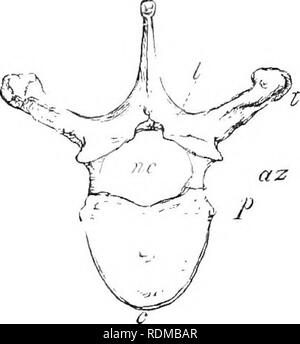 . Il Cambridge storia naturale. Zoologia. 20 vertebre sono separati Ijy una certa quantità di tessuto fibroso formando il disco intervertebrale e tlie apposto le superfici della centra sono come una regola quasi piana. In questa ultima caratteristica e in il fatto importante che la centra sono ossificata da tre distinti centri, le sezioni anteriore e posteriore pezzi (" epifisi ") restano distinti per un periodo di tempo anche per un lungo periodo di tempo (come in AA''hales), la centra iu i mammiferi differiscono da quelle di rettili e uccelli. L'epifisi non vengono trovati in tutta la colonna vertebrale dei piccoli-organizzato i Foto Stock