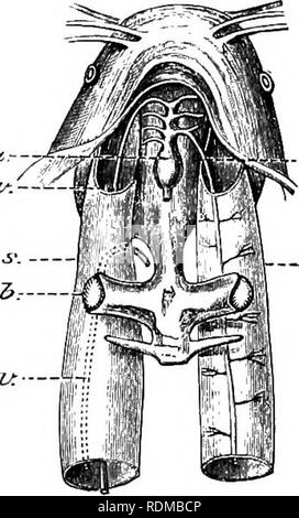 . Il Cambridge storia naturale. Zoologia. Gli organi respiratori 295 - l.AV. è presentata dalla Indian Siluroid SaccohrancMis} In questo pesce una lunga cecale diverticulum della brachiale cavità si estende all'indietro su ciascun lato dalla regione dorsale della prima fessura brachiale per la coda, e nel suo corso è situato internamente alla linea laterale la muscolatura e vicino alla colonna vertebrale (Fig. 172). Le pareti della caeca sono vascolare, ma senza particolari strutture respiratorie sono sviluppati entro rispettive cavità, che durante la vita, contengono solo aria. In *S^. singio destra cieco è fornito w Foto Stock