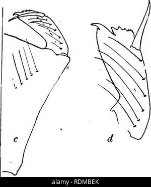 . Insetti acquatici nello stato di New York ; uno studio condotto presso il campo topicida stazione, Ithaca, N. Y. sotto la direzione di Efraim Porter feltro. Insetti; insetti acquatici; libellule; Pesci. Fig-. 12 Labia di Enallagma e Ischnu'ra; a e 6, labium OFA. signatum; candd,dell'I. verticalis Nehallennia a. Una ragione per riferendosi al Nehallen- nia, la mancanza di una colonna vertebrale sull'apice dello sterno del- ottavo segmento addominale nella femmina, sembra non essere a. Si prega di notare che queste immagini vengono estratte dalla pagina sottoposta a scansione di immagini che possono essere state migliorate digitalmente per migliorare la leggibilità Foto Stock