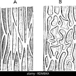 . Il Cambridge storia naturale. Zoologia. Il canale alimentare 263 pieghe, che talvolta si trovano nell'esofago, stomaco e retto, spesso scompaiono sulla distensione, e probabilmente soltanto di fornire per l'allargamento di queste cavità durante la degluti- zione di relativamente grosse prede o per l'accumulo di feci. D'altro canto, la permanente e spesso complicata pieghe della mucosa intestinale sono probabilmente correlate ad un aumento nella segreta o area di assorbimento di questa porzione del canale alimentare. Nello stomaco la mucosa è solitamente liscia, raramente, come nel & Foto Stock