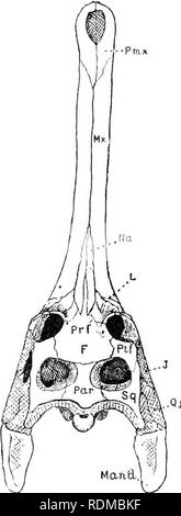 . Il Cambridge storia naturale. Zoologia. 452 CROCODILIA ossa sono molto brevi e sono separati dal premaxiilaries hy lungo la sutura di maxillaries. Circa venti-otto superiore e venti-cinque denti inferiori su ciascun lato. G. gangeticus, l'unica specie di recente, è essenzialmente indiana, che abitano principalmente i bacini del Gange e Brahmaputra, e Indus ; si verifica anche in il Mahanadi dell Orissa e in Arakan, ma che non vivono nell'Irrawaddy, né nell'Narbada, Kistna, e più lontano a sud. Nonostante la sua grande dimensione, che raggiunge i 6 metri o anche più, è innocua e vive interamente Foto Stock