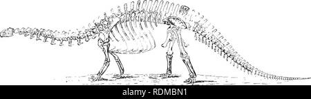 . Il Cambridge storia naturale. Zoologia. 4i8 DINOSAURIA ORDINE I. SAUROPODA. Pules semplice, luith sinfisi. Premaxillae con denti. Plantigrade. L'. denti sono perlopiù spatulate, compressi lateralmente, con spigoli vivi, ma senza dentellature. Il cranio con una coppia di grandi pre-fossae orbitale. La centra delle vertebre del tronco hanno grandi cavità laterali. La fore- e hind-arti sono pentadactyle, plantigrade e ungulati, tipico del tipo a piedi; le ossa degli arti sono stout e solido ; il femore è privo di una interna distale o quarta trocantere. Il carpale tarsica e ossa sono gratuite. Foto Stock