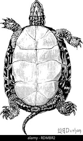 . Il Cambridge storia naturale. Zoologia. • L'4' -' T iB l3uns!*/o|^TiiJ&LT;. Fig. 76.-C'hrysemys picta, " dipinto Terrapin." nato per la vecchiaia sono noti. Durante i primi sei o sette anni il tasso di crescita è in modo uniforme che numerosi campioni raccolti allo stesso tempo sono facilmente disposti in gruppi della stessa età, semplicemente le differenze si mostrano nella loro dimensione. Le righe successive di crescita su schermi indicano il numero di anni. Dopo il settimo anno di età è molto più difficile distinguisli in quelle tartarughe che, come Oh. picta, avere una superficie perfettamente liscia epidermide. Thi Foto Stock