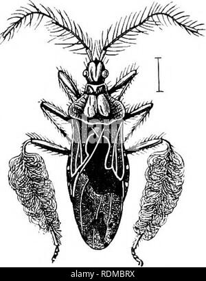 . Il Cambridge storia naturale. Zoologia. Fig. 270.-Ptilocnemus sidnicus. Australia. (Dopo Mayr.) meno notevole dei fatti connessi con questo insetto è che la somiglianza è confinata alla prima età ; il bug per adulti non essendo come una formica. Si possono qui ricordare che vi sono numerosi bug che si assomigliano formiche, e che nel complesso vi è motivo di essere- crediamo che la resem- bling moduli vengono effettivamente associati durante la vita, anche se davvero sa molto poco riguardo a quest'ultimo punto. Il piccolo sub-famiglia Holoptilides, con venti-cinque specie, ma Fig. 271.-Myiodocha Hpulina. C Foto Stock