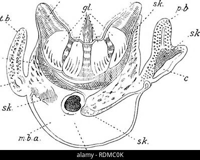 . Il Cambridge storia naturale. Zoologia. Il canale alimentare-COELOM 123 destra e sinistra per circondare la parte anteriore della faringe come le bande peripharyngeal. Questi unirsi di nuovo dorsalmente per formare il epipharyngeal (o hyperpharyngeal) gola che conduce all'indietro, corrispondente alla scanalatura hypopharyngeal sotto (vedere Fig. 74, una), fino alla estremità posteriore della faringe è raggiunto. Il resto del semplice canale alimentare è rettilineo ed è scarsamente differenziati a seconda delle regioni. Un lieve restringimento del tubo dietro il faringe è stato chiamato l'esofago e una sk sk.-. Fig. 76. - Se trasversale Foto Stock