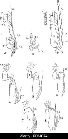 . Il Cambridge storia naturale. Zoologia. URINO-ORGANI GENITALI 49. Fig. 7.-rappresentazione schematica di .modifiche della urino-genitali condotti. 1, 2, maschio e femmina Newt; 3, un tubicino del rene ; 4, maschio Rana; 5, maschio iJ?(/b/ 6, maschio iJom&amp;ma^o/* / T, Tii2i&amp; Discoglossus ; ^,rta&amp;Alytes. Un, arteria di entrare e la produzione di una bobina in, il corpo Malpighian, il; B, Bidder organ ; ef.sx, efferente canal segmentale; F.B, fat-Corpo; gl, glomerulus; K, Iddney ; l.cr, longitudinale del canale di raccolta; J/, corpo Malpighian; Md, condotto Miillerian ; N, nephrostome ; 0, ovaio ; Ov, ovidotto; s. Foto Stock