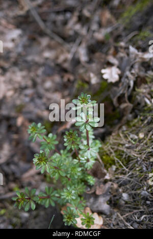 Galium mollugo foglie fresche Foto Stock