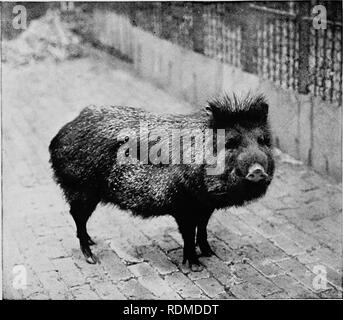 . Mammiferi di altre terre;. Mammiferi. 28o di animali viventi del mondo. Phtu kj se. V. Datidt acciuffato pecari oltre la curva. Questi animali vengono guidati nell' reti e risparmiati da dai nativi di Celebes, e offrono eccellenti sport, i cinghiali specialmente viciously carica a loro assalitori. La verruca-porci se il babirusa dell'arcipelago malese è abbastanza bizzarro-cercando creatura, la verruca-hog dell Africa rese in nessuno dei suini selvatici in pura,, onesto hideousness di aspetto. La verruca-HO&amp; del Sud Africa, il Vlakte-vark (suini di pianura) dell'Boers, è stata a lungo familiare a Foto Stock
