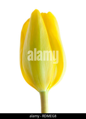 Tulipano singolo fiore isolato su sfondo bianco Foto Stock