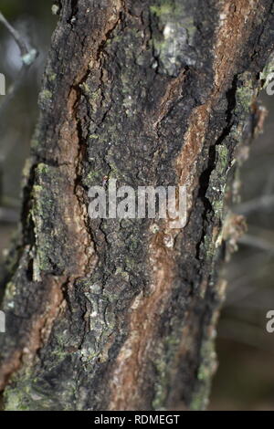 Dettaglio di argento di corteccia di betulla Foto Stock