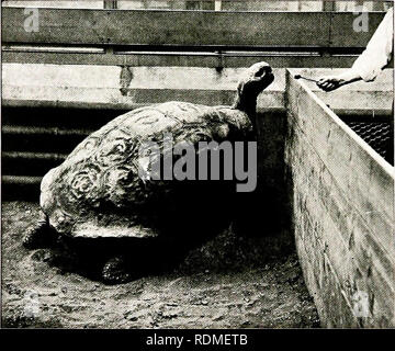 . Gli uccelli di altre terre, rettili, pesci, giuntati animali e forme inferiori;. Zoologia; uccelli e rettili; Pesci. 158 di animali viventi del mondo. Come i coccodrilli, crogiolarsi al sole. Come con tjie coccodrilli, tuttavia la da}"tinie non rappresentano il periodo del suo massimo actiit', tjiis essendo durante la notte. Lo stagno- tartarughe sono altamente apprezzati per la tavola nei paesi dove essi sono indigeni. La TRU1-: TerraI'INs sono tutti tnrtoises essenzialmente di abitudini acquatiche, difl' ering, tuttavia, dall'acqua-frequentando stagno-tartarughe, ultimo di cui, per il fatto che essi non hanno alcuna ligam Foto Stock