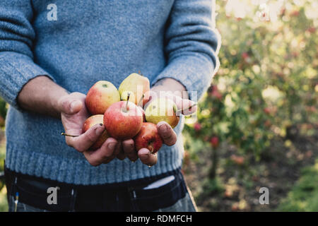 Close up man standing in apple orchard, azienda appena raccolto le mele. Apple raccolto in autunno. Foto Stock