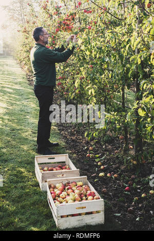 Uomo in piedi nel meleto, raccolta di mele dalla struttura ad albero. Apple raccolto in autunno. Foto Stock