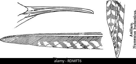 . Gli uccelli di Illinois e Wisconsin. Gli uccelli; uccelli. io8 Campo Museo di Storia Naturale - Zoologia, Vol. IX. Sezione 2. Dita, quattro (con piccolo web); bill, leggermente arcuato fino- ward o diritta; bill, sotto 2,60 e oltre 1,50. Axillars, di fumo nero; ventre bianco; primario esterno terzo terminale, nero, resto bianco; scamone, grigio; coda superiore converte, bianco. Catoptrophorus semipalmatus. Willet. Catoptrophorus semipalmatus inornatus. Western Willet. Vedere n. 127 o 127a. Axillars, bianco, nastrati con marrone; ventre bianco; primaria esterna, nero; albero, bianco; scamone, marrone grigiastro; piume, punta di bianco; u Foto Stock