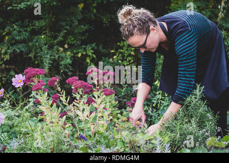 Donna bionda con gli occhiali e grembiule in piedi in un garde, raccolta di erbe aromatiche fresche. Foto Stock