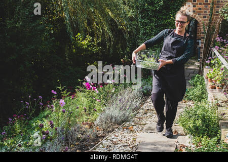 Sorridente donna bionda con gli occhiali e grembiule camminando lungo il percorso del giardino, portando il vassoio con le erbe fresche. Foto Stock