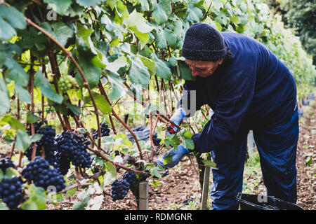 Donna di piegarsi, con guanti e secateurs, in un vigneto la raccolta di grappoli di uva nera. Foto Stock