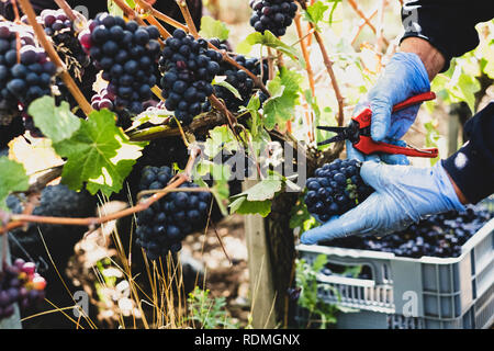 Close up della persona che indossa guanti di gomma e azienda secateurs raccolto grappoli di uva nera in un vigneto. Foto Stock