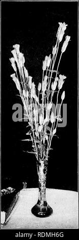 . Lo studio della natura e della vita. Lo studio della natura. io6 lo studio della natura e della vita SA e per altre sezioni gli insegnanti, in alcuni dei loro incontri locali, dovrebbe nominare un Comitato per organizzare un apposito elenco. Esso è stato pensato da insegnare- ers di lunga esperienza che, essere- lato il conoscente occasionale di un buon numero di più, non sarà troppo per imparare un po' di più completamente di dodici piante di un anno, raggruppamento, disegno e lezioni di scrittura su di essi. Il refri- dren dovrebbero essere indirizzate a fol- bassa la loro crescita, imparare i loro habitat, rendono le collezioni di loro semi e essere in grado di raccontare la pianta da una foglia, fiore, o Foto Stock