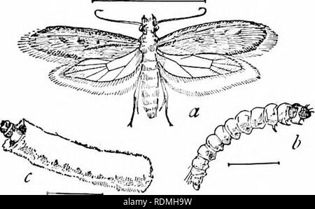 . Lo studio della natura e della vita. Lo studio della natura. Insetti della famiglia 71 e nulla è più affascinante di guardare il drago vola, opportunamente chiamato "mosquito falchi," la cattura di zanzare sull'ala. Non saremo in grado di dedicare così tanto tempo per molti altri insetti, ugualmente importante, ma questo studio della zanzara dovrebbe essere usato come il tipo che mostra il punto di vista e i metodi che possono essere impiegati con altre specie. Vestiti falene. - Comstock li chiama " il terrore di ogni governante." Un cappotto è niente di meglio del suo più piccolo foro. Poiché primi tempi storici questi accesa Foto Stock