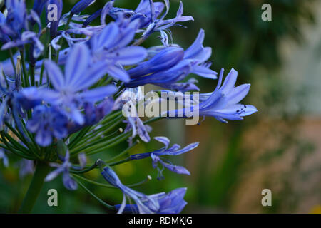 Giglio africano, fiori blu Foto Stock