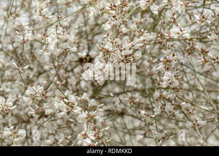 La flora di Gran Canaria - Retama rhodorhizoides, endemico a Isole Canarie Foto Stock