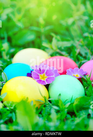 Colorate le uova di pasqua con fiori primrose su erba verde Foto Stock