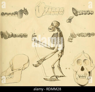 . Edinburgh ufficiale di storia naturale e delle scienze fisiche. (^'UABK-ITMAHA.. Si prega di notare che queste immagini vengono estratte dalla pagina sottoposta a scansione di immagini che possono essere state migliorate digitalmente per la leggibilità - Colorazione e aspetto di queste illustrazioni potrebbero non perfettamente assomigliano al lavoro originale. Macgillivray, William, 1796-1852, ed; Cuvier, Georges, barone, 1769-1832. Regno Animale del barone Cuvier adattata per lo stato attuale della scienza zoologica. Edinburgh Foto Stock