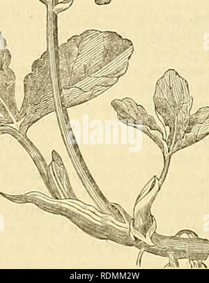 . Edinburgh ufficiale di storia naturale e delle scienze fisiche. E DELLE SCIENZE FISICHE. 119 FES"e. Dei due molares, la parte anteriore è molto più grande ; entrambi sono simili nella forma, trans- versetto, con due esterni tubercoli, uno interno e un margine sporgente. Nella ganascia inferiore gli incisivi sono più piccoli, arrotondato, con un esterno processo laterale, le due superfici esterne considerevolmente maggiori. Canini vicino a gli incisivi inferiori a quelle di cui sopra, e più curve. Del laniarii il primo è molto piccola e arrotondata, con un pos- terior spalla; il resto quasi uguale, con sezioni anteriore e posteriore della spalla Foto Stock