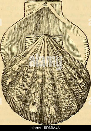 . Edinburgh ufficiale di storia naturale e delle scienze fisiche. La EDINBURGH UFFICIALE DI STORIA NATURALE E DELLE SCIENZE FISICHE. N^ 3. Sabato 21 Novembre, 1835. Zoologia. Descrizione della piastra. Il rinoceronte.-gli animali di questo genere sono quasi le stesse dimensioni di ele- phant, sebbene essi appaiono meno, a causa dei loro gambe essendo molto più brevi, in iniezione di capitale- zione per le dimensioni dei loro corpi. Essi sono generalmente di atteggiamenti pacifici, se anmolcsted, vivere su erbe e rami di alberi, e frequentando luoghi paludosi. Ci sono state cinque specie di questo genere accertare Foto Stock