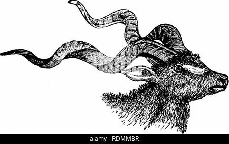 . Libro di testo di zoologia per studenti junior. Zoologia. 340 animali vertebrati. {Bovidct) le specie più importanti è il bue domestico {Bos tauitis) con la sua varietà innumeniljle. Il vero Butfalos (Buhalus) sono nativi dell Asia e dell Africa, e sono cliaracterised da tlieir ampia liorns regno ;esso la base (%. 245). Tlie bufalo americano (BLwn Americatius)^ o Bison come propriamente è chiamato, si distingue per la sua. Fig. 240.-Antelopidte. Testa del Koodoo {Sfi'cpsiceros Koodoo). enorme testa, shaggy mane, e protuberanza conica tra le spalle. America possiede anche un altro singolare Ox (o SH Foto Stock